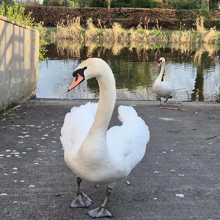 The * مولينجار